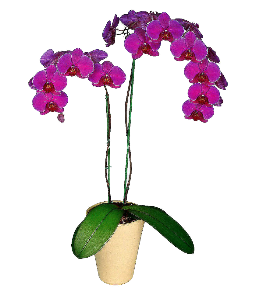 Орхидея Фаленопсис два ствола Amold