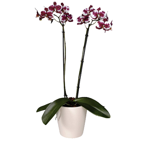 Орхидея Фаленопсис два ствола Polka Dot