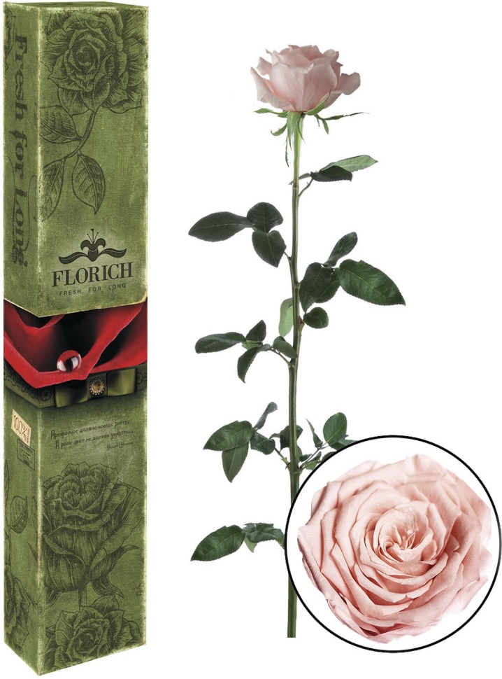 Роза долгосвежая FLORICH Розовый жемчуг
