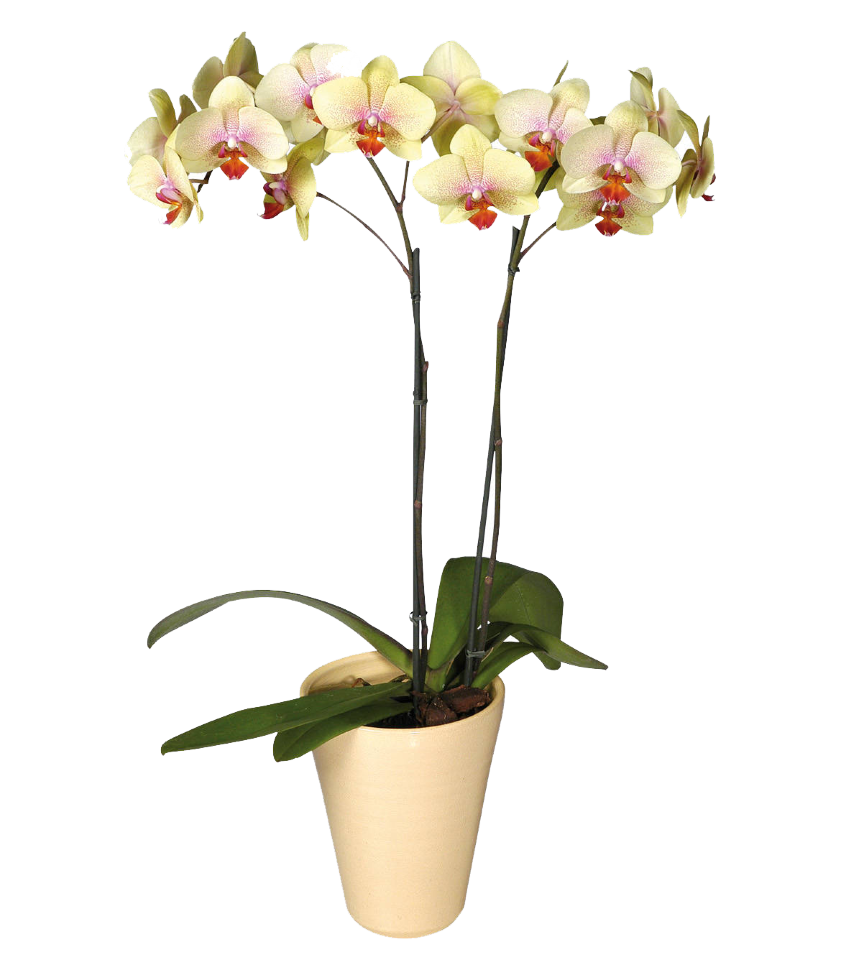 Орхидея Фаленопсис два ствола Amadeus